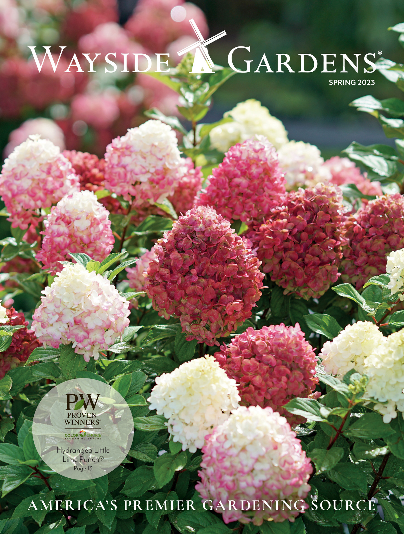 Wayise Gardens Spring 2023 Catalog - Dahlia - Wayside Gardens