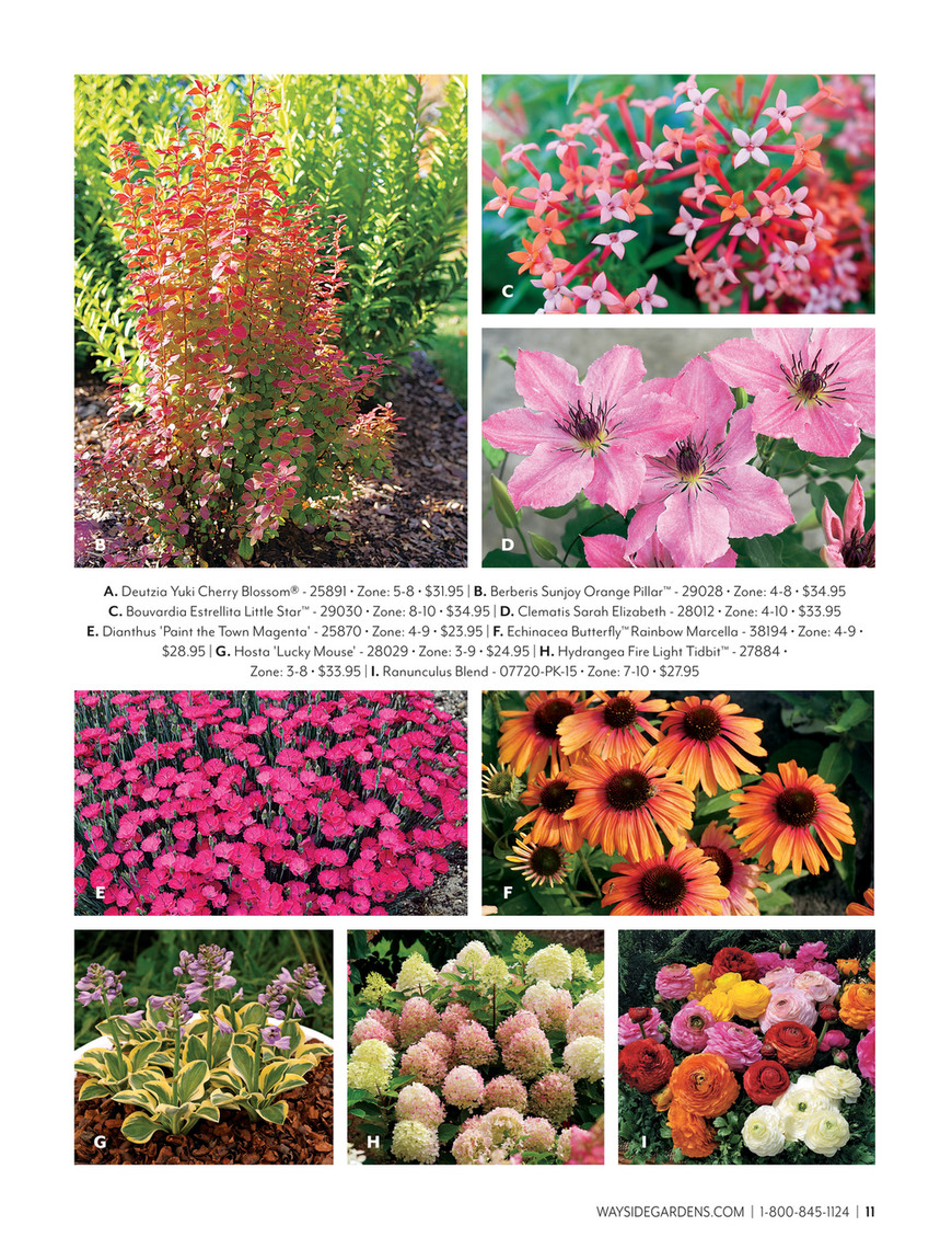 フローラ : gardening2巻 フローラ - Gardening (全2巻) FLORA | トニー ロード, 智子